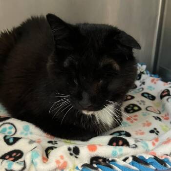 Soup -  Domestic Short Hair Cat for Adoption in Murray, Utah - Soup | PetCurious