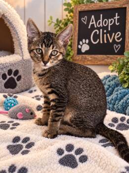 Clive -  Domestic Short Hair and Tabby Cat for Adoption in Saginaw, Michigan - Clive | PetCurious