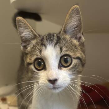 Kayla -  Domestic Short Hair Cat for Adoption in Naperville, Illinois - Kayla | PetCurious