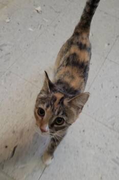 Sassy -  Domestic Short Hair Cat for Adoption in Sandusky, Ohio - Sassy | PetCurious