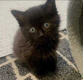 Mochy -  Domestic Medium Hair Cat for Adoption in Walled Lake, Michigan - Mochy | PetCurious