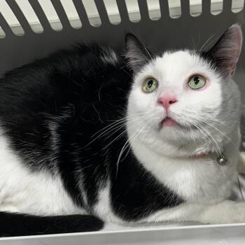 Domestic Short Hair Cats Available for Adoption - Moo-Moo | PetCurious