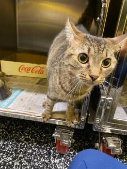 Simon -  Domestic Short Hair Cat for Adoption in Jackson, Tennessee - Simon | PetCurious