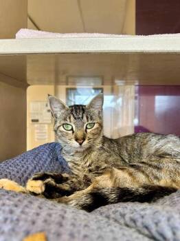 Rescue Domestic Short Hair Cats for Adoption in Frisco, Colorado - CAYENNE | PetCurious