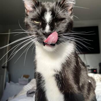 Felix -  American Shorthair Cat for Adoption in Ripon, California - Felix | PetCurious