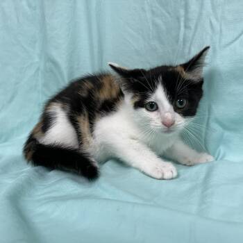 Stylus -  Domestic Short Hair Cat for Adoption in Harrisonburg, Virginia - Stylus | PetCurious