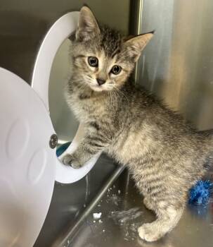 Rescue Domestic Short Hair Cats for Adoption in Sioux City, Iowa - Pudding | PetCurious