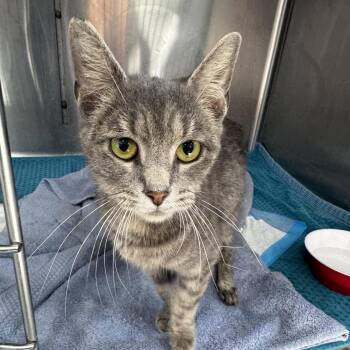 Lex -  Domestic Short Hair Cat for Adoption in Newark, New Jersey - Lex | PetCurious