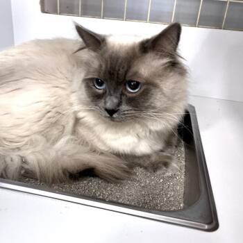 Simba -  Ragdoll Cat for Adoption in Philadelphia, Pennsylvania - Simba | PetCurious