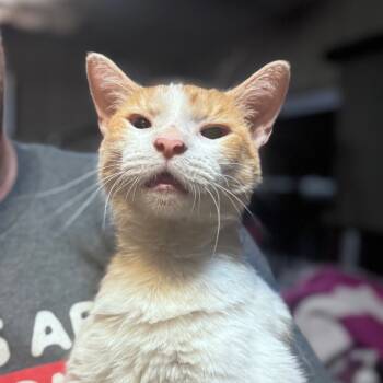 Rescue Domestic Short Hair Cats for Adoption in Inwood, West Virginia - Cheeto | PetCurious