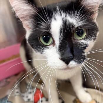 Rumi -  Domestic Medium Hair Cat for Adoption in Ashtabula, Ohio - Rumi | PetCurious