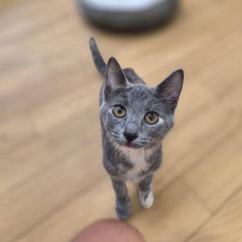 Tortellini -  Domestic Short Hair Cat for Adoption in Woodstock, Illinois - Tortellini | PetCurious