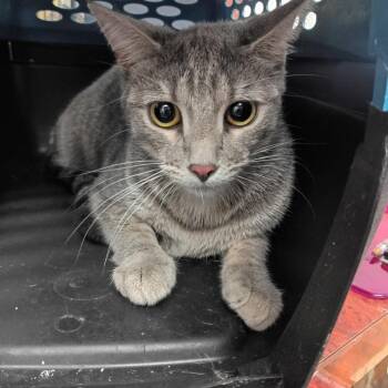 Moonbeam C46021 -  Domestic Short Hair Cat for Adoption in Corsicana, Texas - Moonbeam C46021 | PetCurious