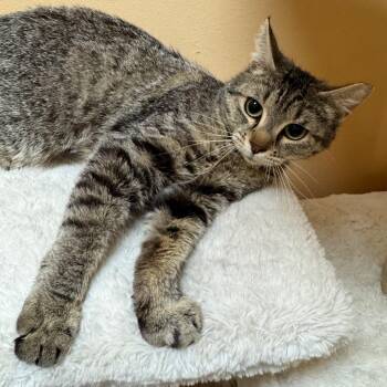 Domestic Short Hair Cats Available for Adoption in Midland, Texas - FWT Riley | PetCurious
