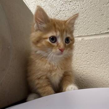 Domestic Long Hair Cats Available for Adoption in Roxboro, North Carolina - Albert | PetCurious
