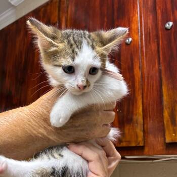 Boy kitten #3 -  American Shorthair Cat Available for Adoption - Boy Kitten #3 | PetCurious