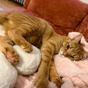Prince Chowder -  Domestic Short Hair Cat for Adoption in Chicago, Illinois - Prince Chowder | PetCurious