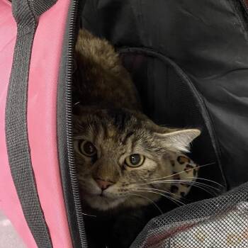 Domestic Short Hair Cats Available for Adoption in Hannibal, Missouri - Angel | PetCurious