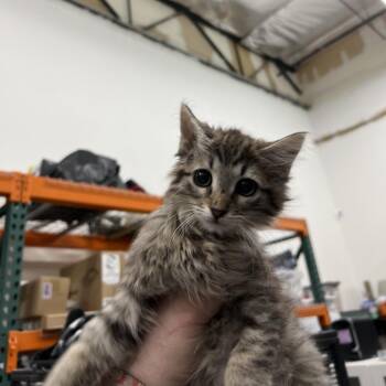Domestic Long Hair Cats Available for Adoption in Las Vegas, Nevada - Violet | PetCurious