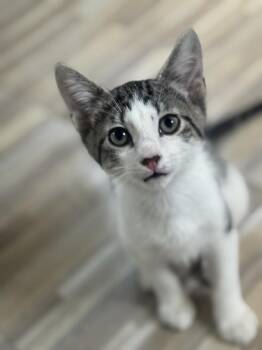 Dominoes -  Domestic Short Hair Cat for Adoption in Topeka, Kansas - Dominoes | PetCurious