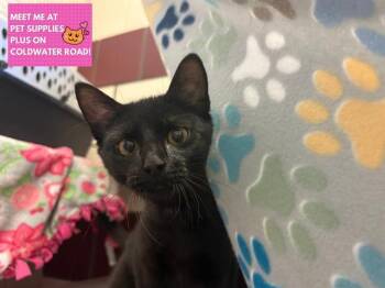 Domestic Short Hair Cats Available for Adoption - VELVET | PetCurious