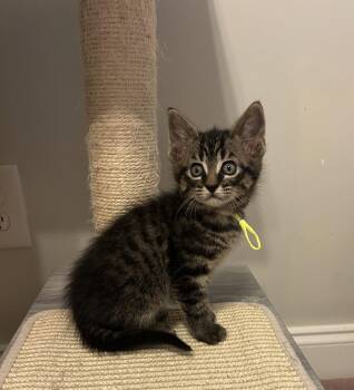 Tabby and Domestic Short Hair Cats Available for Adoption in Buford, Georgia - Elation | PetCurious