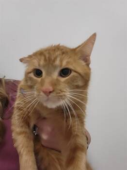 Domestic Short Hair Cats Available for Adoption - MILO | PetCurious