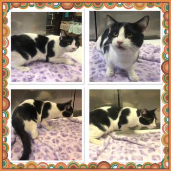 Domestic Short Hair Cats Available for Adoption in Buckhannon, West Virginia - BAI | PetCurious