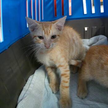 Half Pint -  Domestic Short Hair Cat for Adoption in Edinburg, Texas - Half Pint | PetCurious