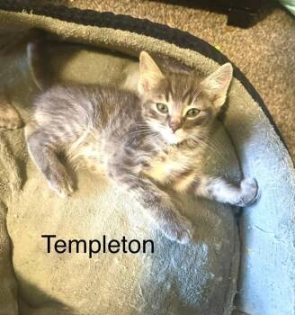 Domestic Short Hair Cats Available for Adoption in Reno, Nevada - Templeton | PetCurious