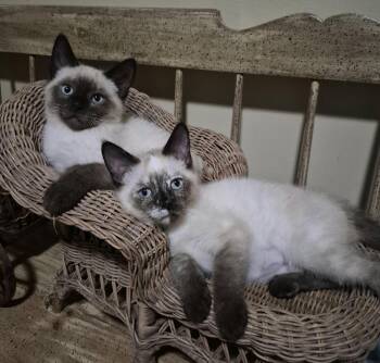 Valentino and Sophia -  Siamese Cat for Adoption in Salem, New Jersey - Valentino And Sophia | PetCurious