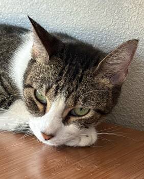 ELAINE -  Domestic Short Hair Cat for Adoption in Goliad, Texas - ELAINE | PetCurious