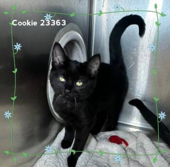 COOKIE (see also OREO) -  Domestic Short Hair Cat for Adoption in Marietta, Georgia - COOKIE (see Also OREO) | PetCurious