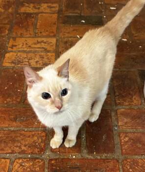 Kitty, Front declawed -  Siamese Cat for Adoption in Theodore, Alabama - Kitty, Front Declawed | PetCurious