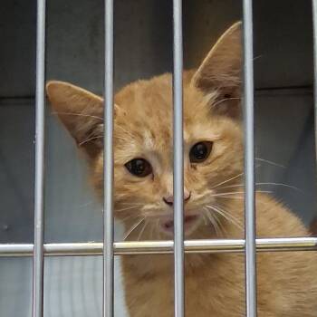 Thea -  Domestic Short Hair Cat for Adoption in Valley, Alabama - Thea | PetCurious