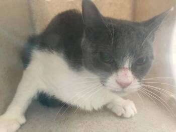 Makaroni -  Domestic Short Hair Cat for Adoption - Makaroni | PetCurious