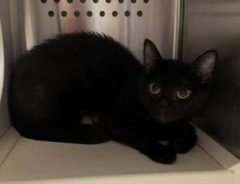 Domestic Short Hair Cats Available for Adoption in Columbia, Tennessee - Sheila | PetCurious