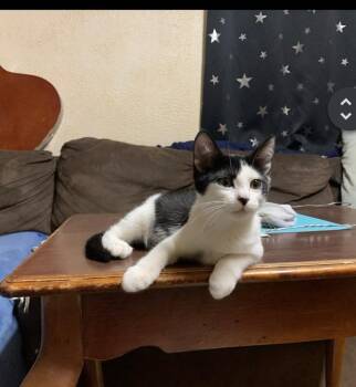 Adeline -  Domestic Short Hair Cat for Adoption in Lafayette, Colorado - Adeline | PetCurious