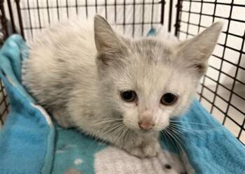 MOONBEAM -  Domestic Short Hair Cat for Adoption in Hayward, California - MOONBEAM | PetCurious