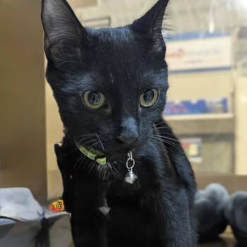 Rescue Domestic Short Hair Cats for Adoption in Ashland, Virginia - Sky | PetCurious