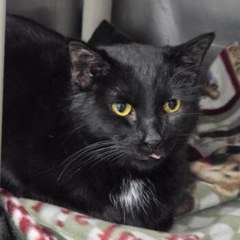 Domestic Short Hair Cats Available for Adoption - Esther | PetCurious