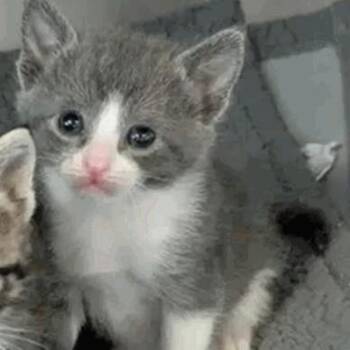 Grace -  Domestic Short Hair Cat for Adoption in New York, New York - Grace | PetCurious