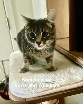 Domestic Short Hair Cats Available for Adoption in New Hartford, New York - Bouillabaisse | PetCurious