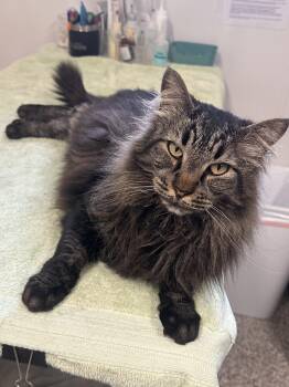 Domestic Long Hair and Maine Coon Cats Available for Adoption in Chattanooga, Tennessee - Sebastian | PetCurious