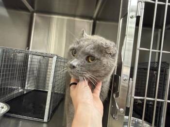 SMOKEY -  Domestic Short Hair Cat for Adoption in Grand Prairie, Texas - SMOKEY | PetCurious