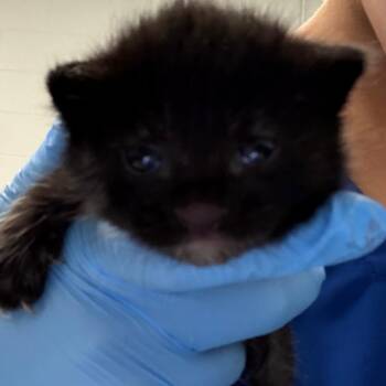 Scary -  Domestic Short Hair Cat for Adoption in Greenville, South Carolina - Scary | PetCurious
