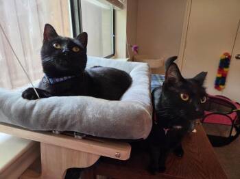 Alice -  Domestic Short Hair Cat for Adoption in Dallas, Texas - Alice | PetCurious