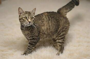 Nadia 26/456 -  Domestic Medium Hair Cat for Adoption in Talladega, Alabama - Nadia 26/456 | PetCurious