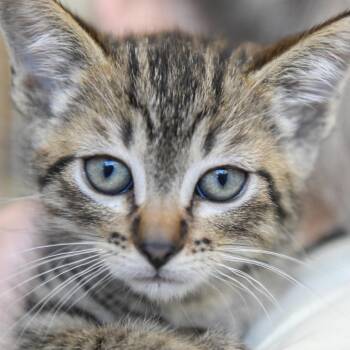 Domestic Short Hair Cats Available for Adoption in Redwood City, California - Aspen | PetCurious