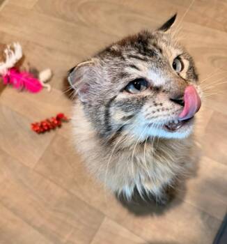 Calvin -  Siamese Cat for Adoption in Vancouver, Washington - Calvin | PetCurious